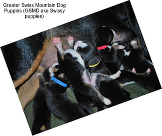 Greater Swiss Mountain Dog Puppies (GSMD aka Swissy puppies)