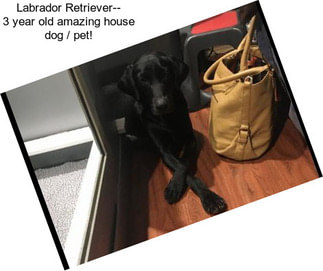 Labrador Retriever-- 3 year old amazing house dog / pet!