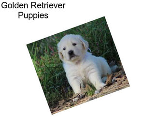 Golden Retriever Puppies