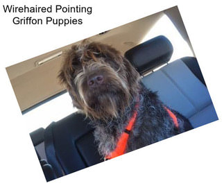 Wirehaired Pointing Griffon Puppies