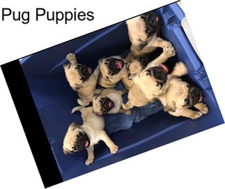 Pug Puppies