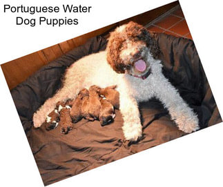 Portuguese Water Dog Puppies