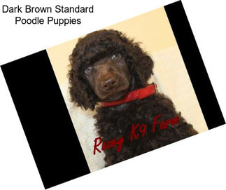 Dark Brown Standard Poodle Puppies