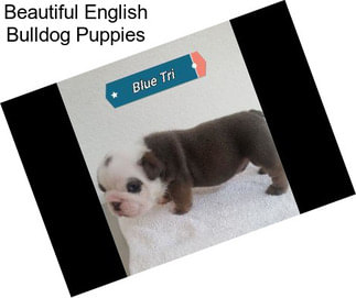 Beautiful English Bulldog Puppies