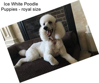 Ice White Poodle Puppies - royal size