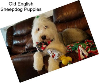 Old English Sheepdog Puppies