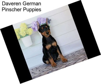 Daveren German Pinscher Puppies