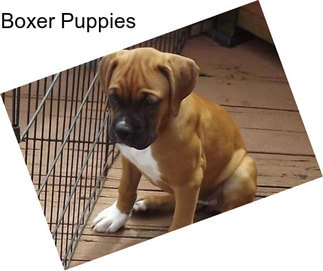 Boxer Puppies