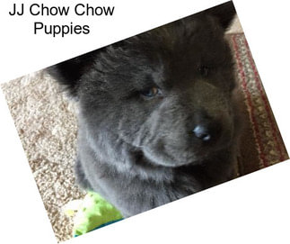 JJ Chow Chow Puppies