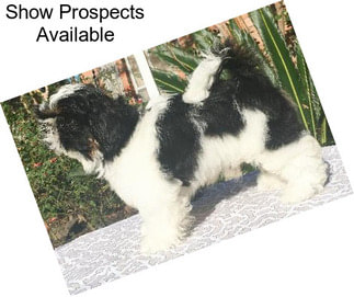 Show Prospects Available