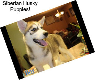Siberian Husky Puppies!
