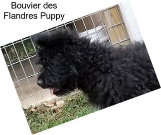 Bouvier des Flandres Puppy