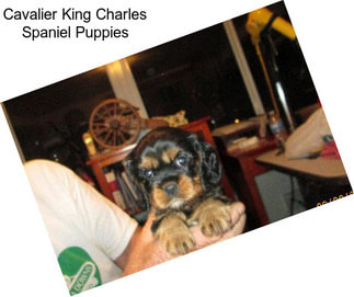 Cavalier King Charles Spaniel Puppies