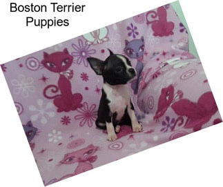 Boston Terrier Puppies