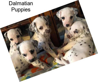 Dalmatian Puppies