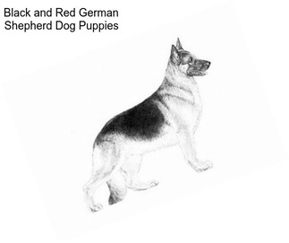 Black and Red German Shepherd Dog Puppies