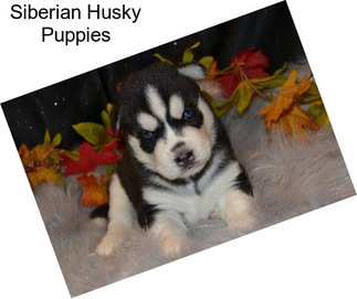 Siberian Husky Puppies