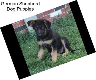 German Shepherd Dog Puppies