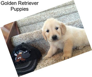 Golden Retriever Puppies