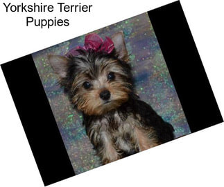 Yorkshire Terrier Puppies