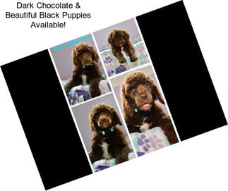 Dark Chocolate & Beautiful Black Puppies Available!