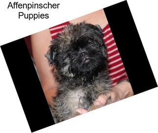 Affenpinscher Puppies