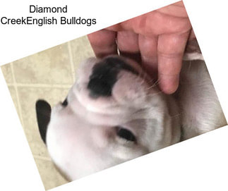 Diamond CreekEnglish Bulldogs