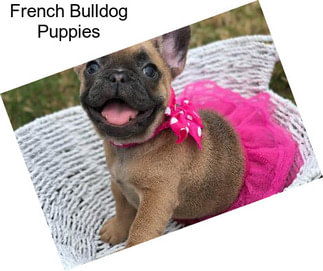 French Bulldog Puppies