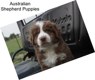 Australian Shepherd Puppies