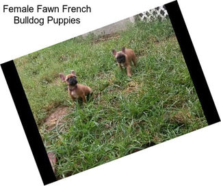 Female Fawn French Bulldog Puppies