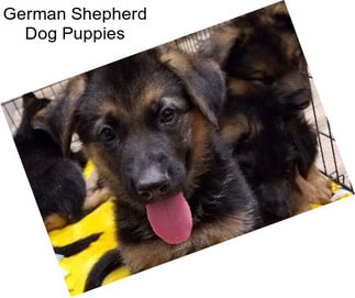 German Shepherd Dog Puppies