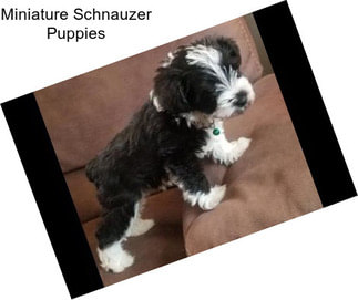 Miniature Schnauzer Puppies