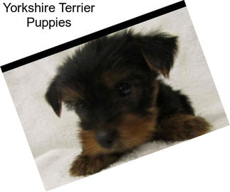 Yorkshire Terrier Puppies