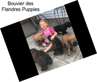 Bouvier des Flandres Puppies