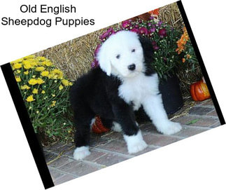 Old English Sheepdog Puppies