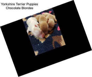 Yorkshire Terrier Puppies Chocolate Blondes