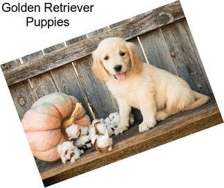 Retrievers Golden Retriever For Sale In Spokane Agriseek Com