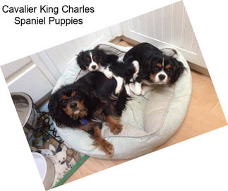 Cavalier King Charles Spaniel Puppies