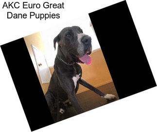 AKC Euro Great Dane Puppies