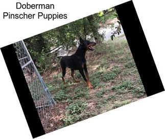 Doberman Pinscher Puppies