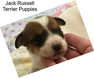 Jack Russell Terrier Puppies