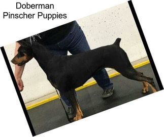 Doberman Pinscher Puppies