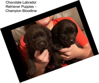 Chocolate Labrador Retriever Puppies - Champion Bloodline