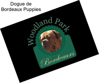 Dogue de Bordeaux Puppies