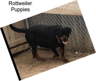 Rottweiler Puppies