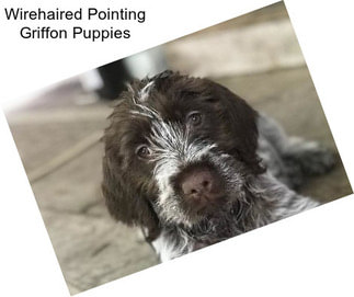 Wirehaired Pointing Griffon Puppies