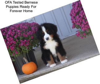 OFA Tested Bernese Puppies Ready For Forever Home