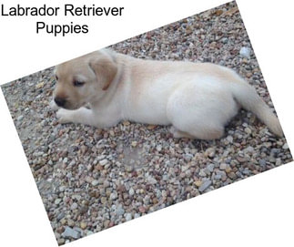 Labrador Retriever Puppies