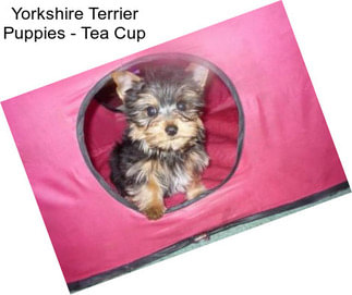 Yorkshire Terrier Puppies - Tea Cup