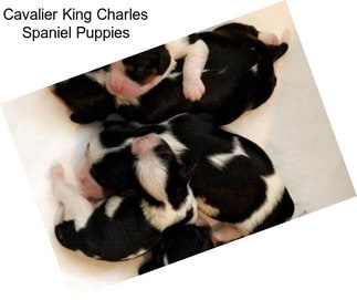 Cavalier King Charles Spaniel Puppies